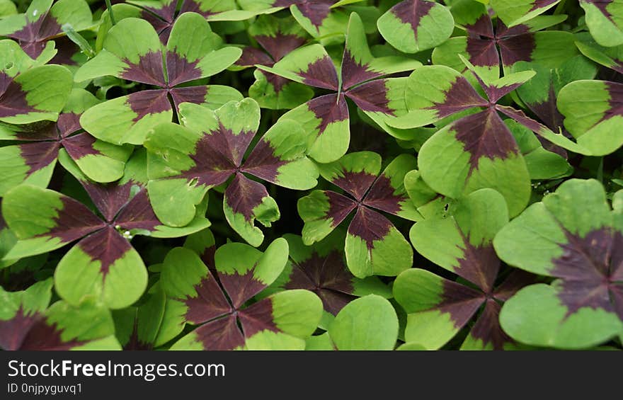 Plant, Leaf, Flower, Flora