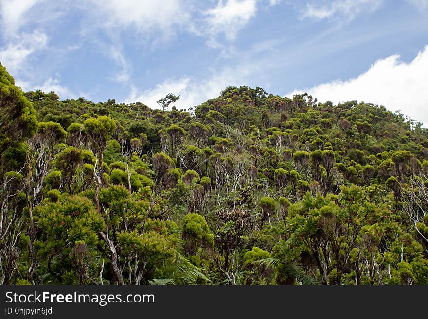 Vegetation, Ecosystem, Nature Reserve, Rainforest