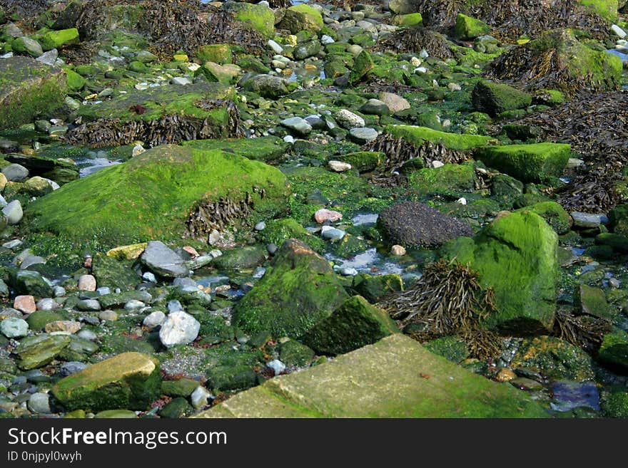 Vegetation, Nature Reserve, Plant, Watercourse