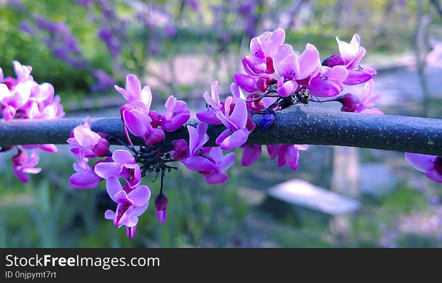 Plant, Flower, Flora, Purple