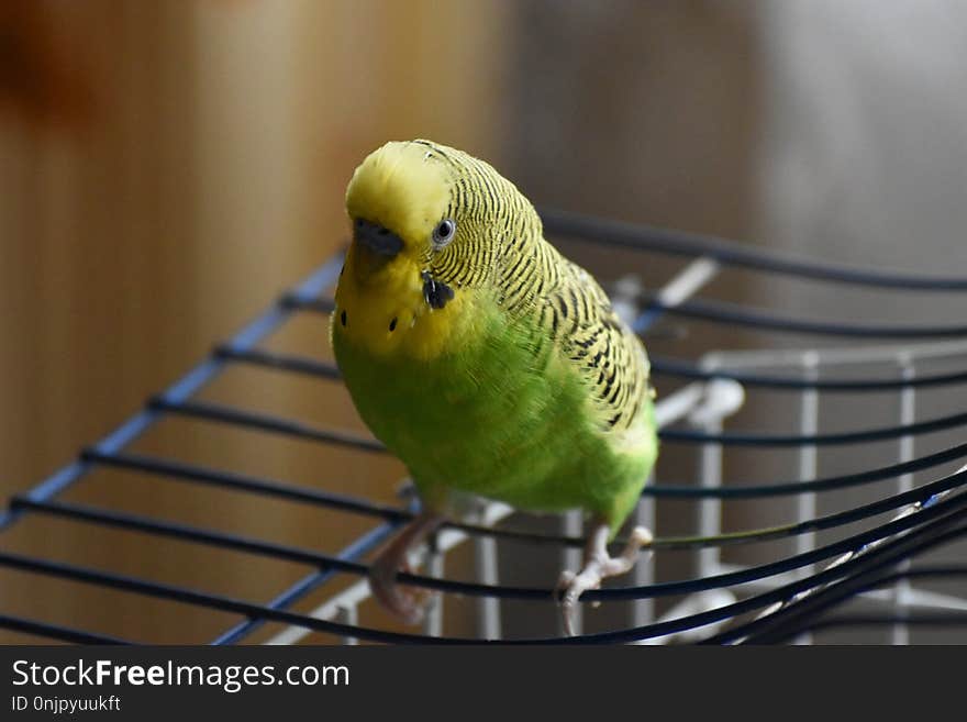 Bird, Common Pet Parakeet, Parakeet, Parrot