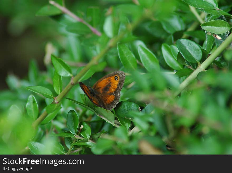 Butterfly, Insect, Moths And Butterflies, Brush Footed Butterfly