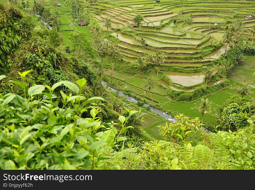 Vegetation, Nature Reserve, Terrace, Agriculture