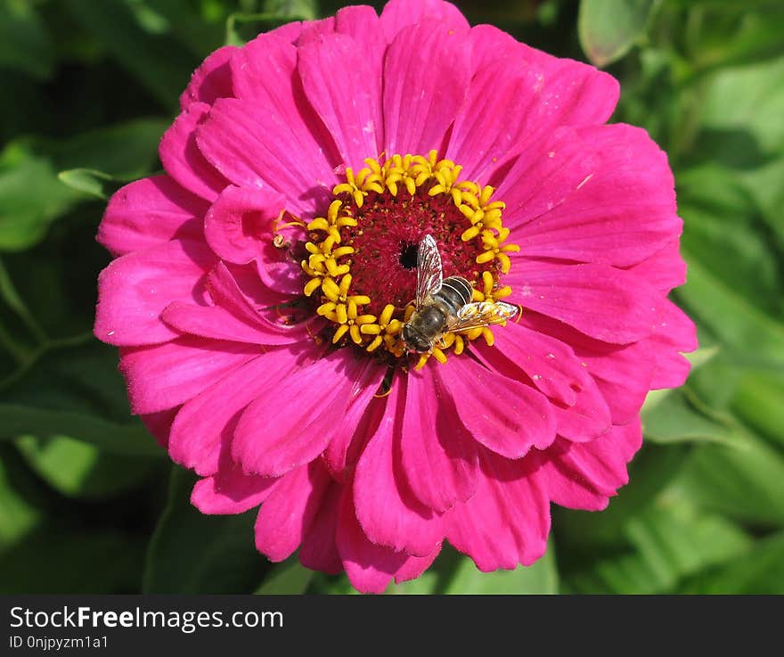 Flower, Nectar, Garden Cosmos, Flora