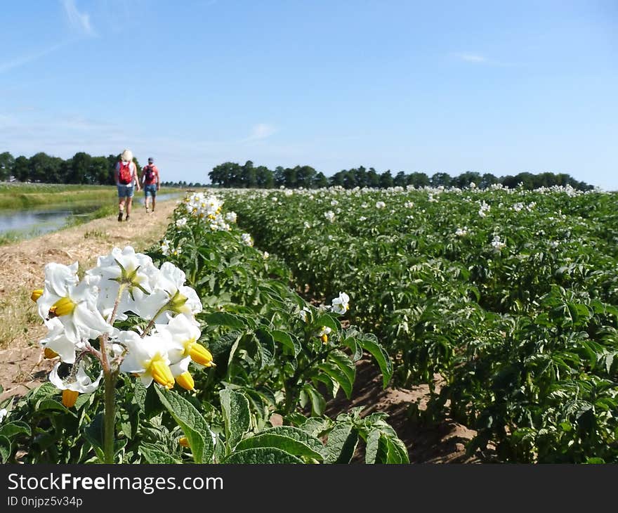 Field, Plant, Flower, Agriculture