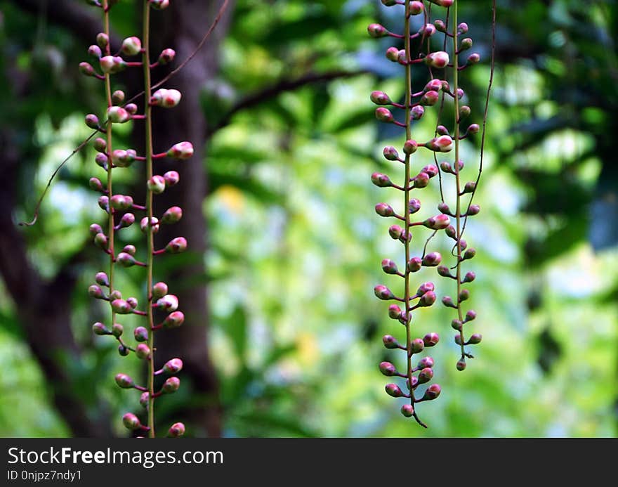 Plant, Flora, Flower, Plant Stem