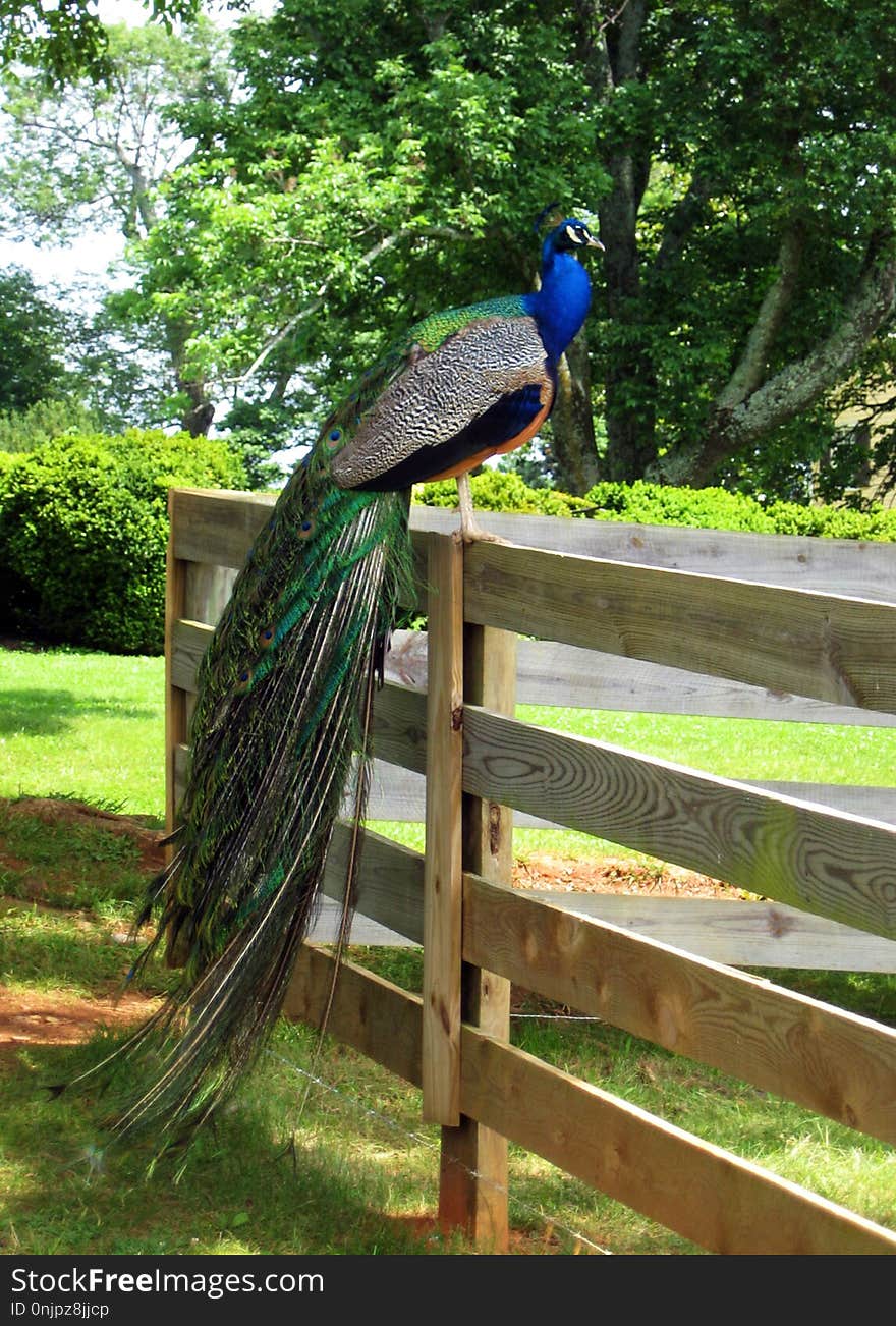 Peafowl, Bird, Galliformes, Nature Reserve