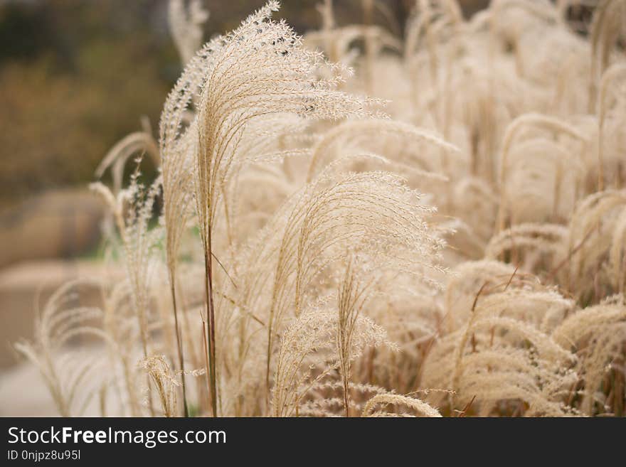 Grass Family, Grass, Wheat, Commodity