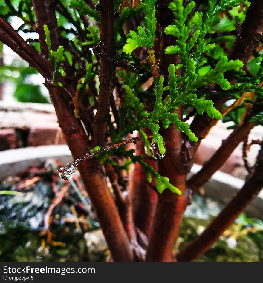 Plant, Tree, Branch, Flora