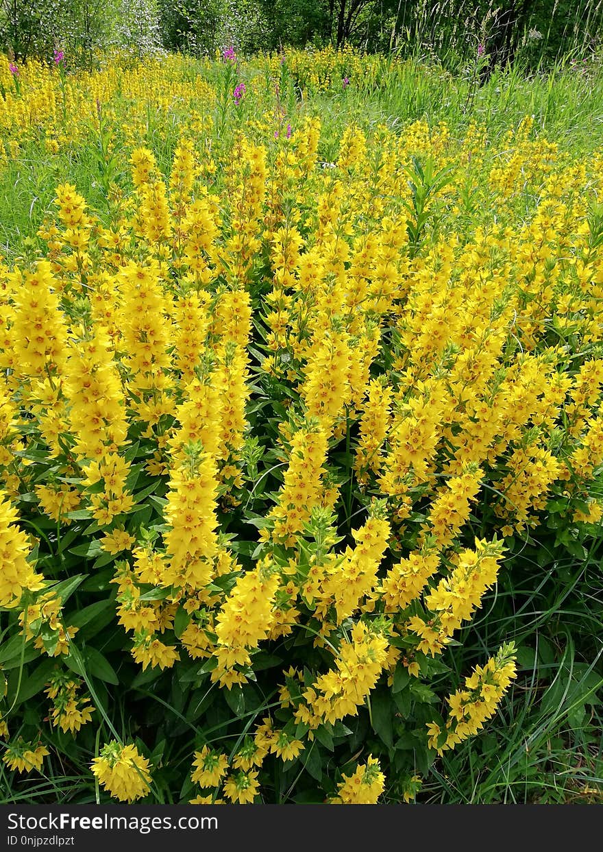 Plant, Verbascum, Flower, Shrub