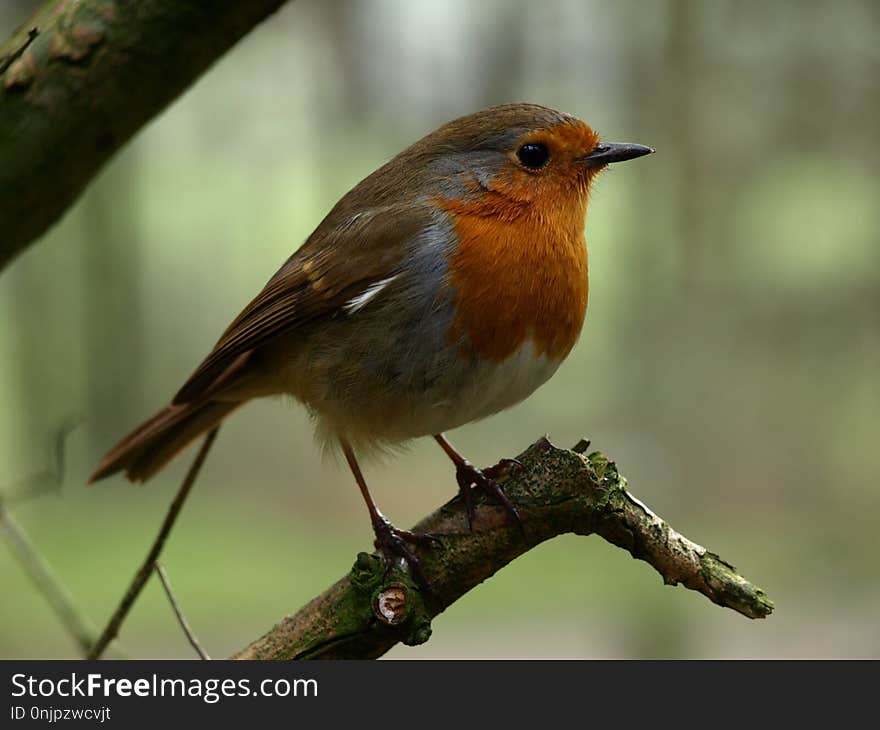 Bird, European Robin, Fauna, Beak