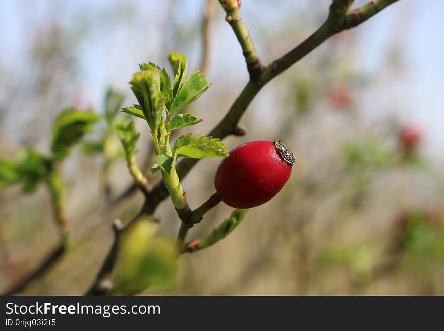 Branch, Plant, Flora, Fruit