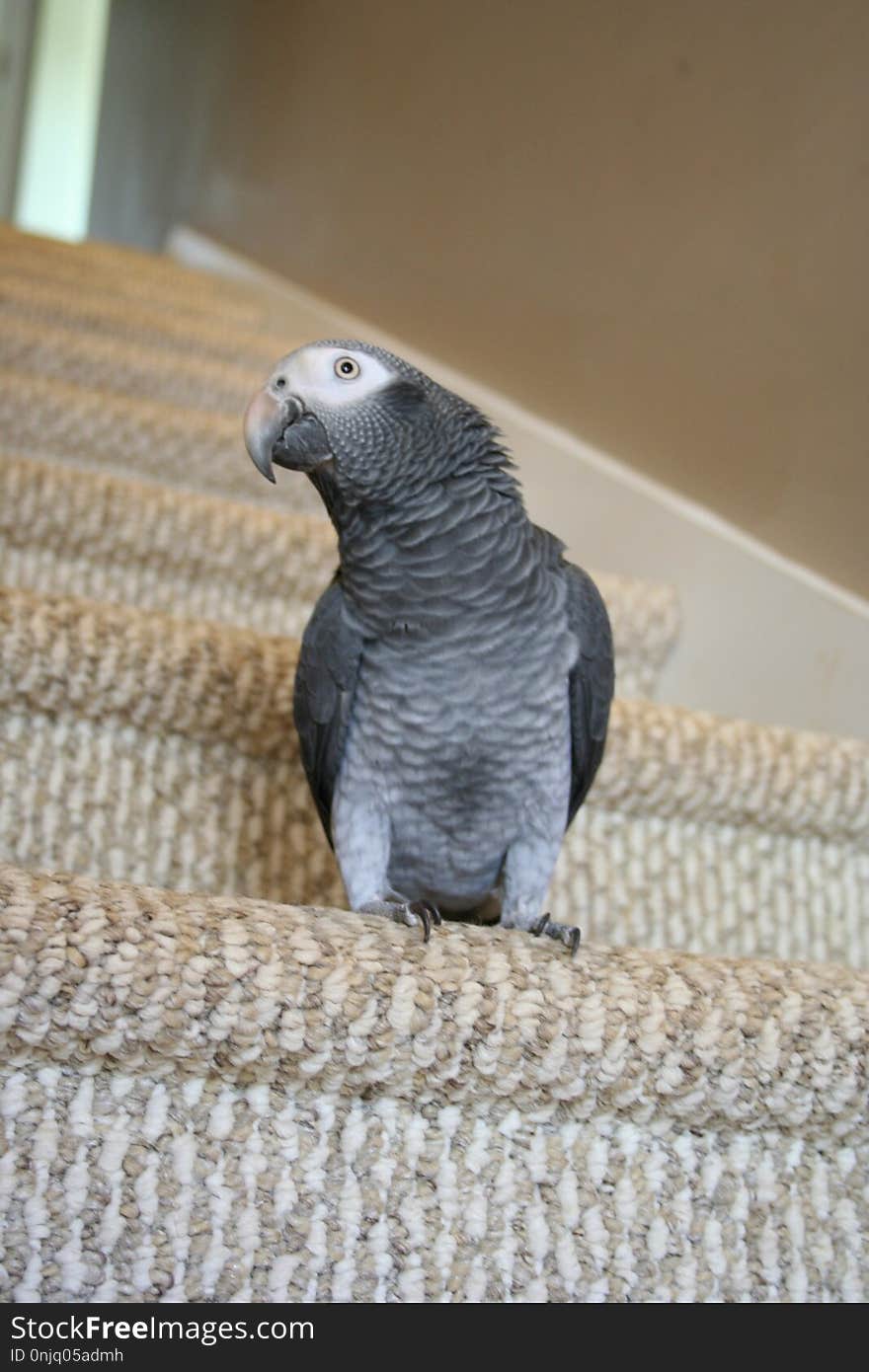 Bird, African Grey, Beak, Fauna