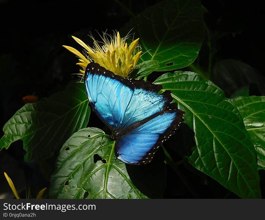 Butterfly, Moths And Butterflies, Insect, Invertebrate