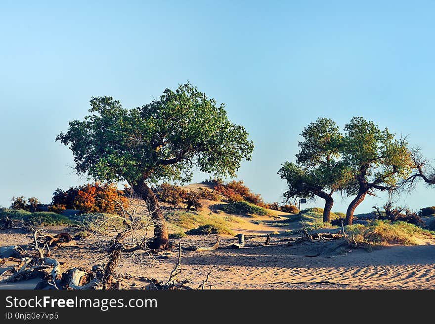 Tree, Sky, Woody Plant, Vegetation