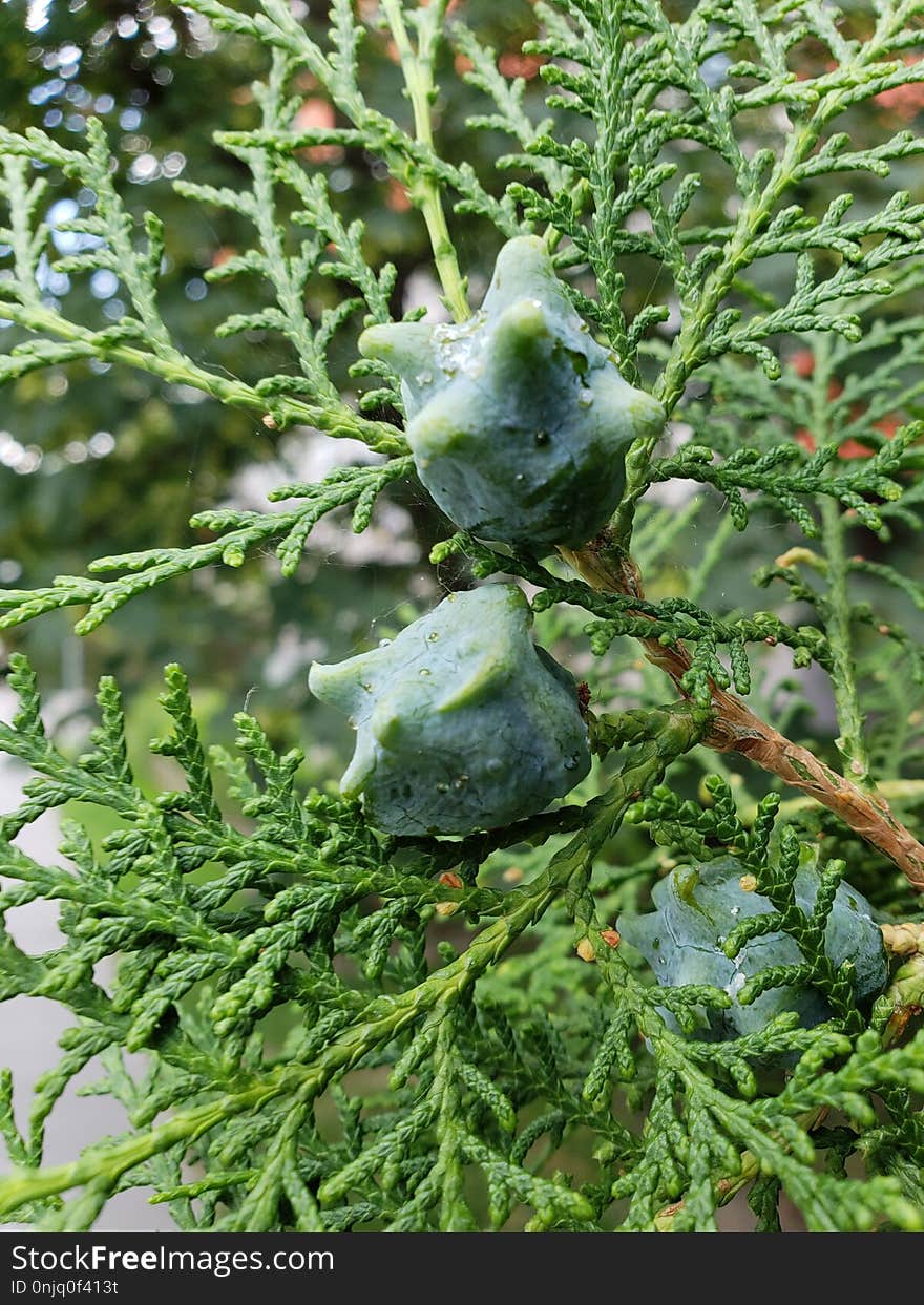 Tree, Plant, Leaf, Conifer