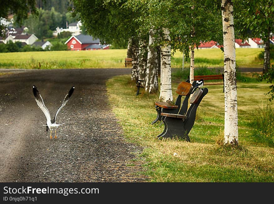 Tree, Lawn, Grass, Plant