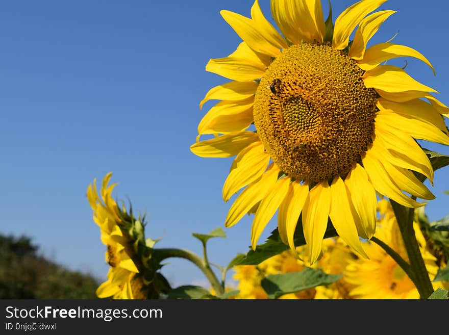 Sunflower, Flower, Yellow, Sky