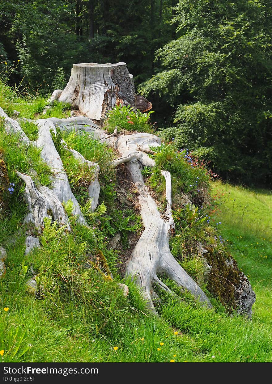 Tree, Nature Reserve, Vegetation, Grass