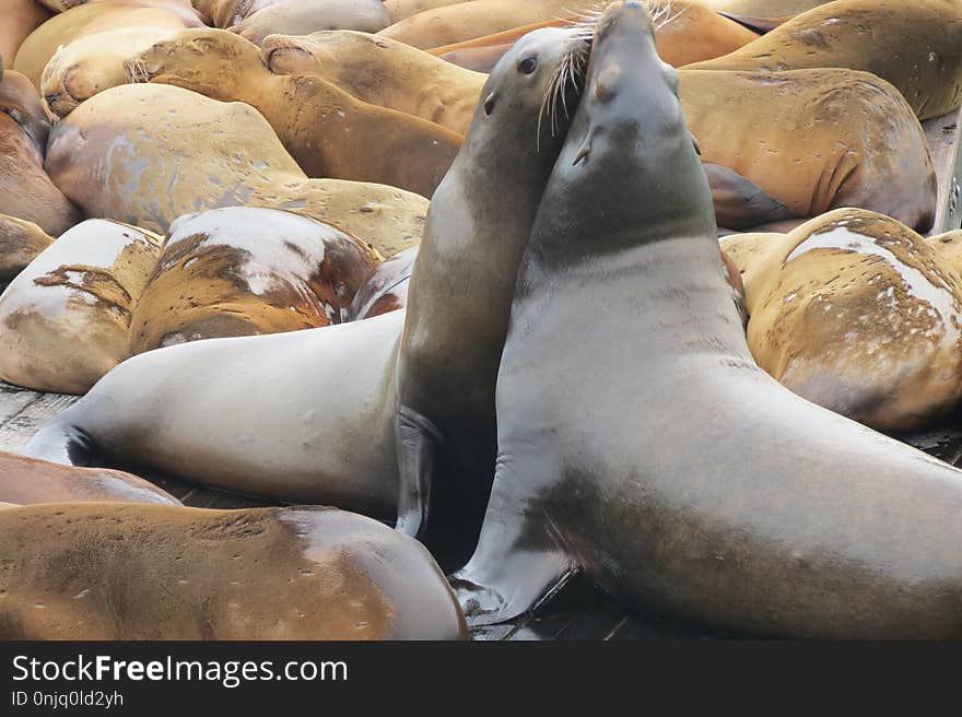 Seals, Marine Mammal, Mammal, Fauna