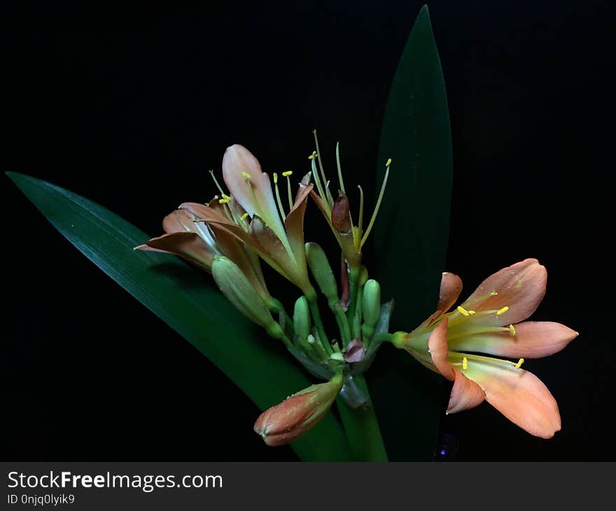 Flower, Plant, Flora, Flowering Plant