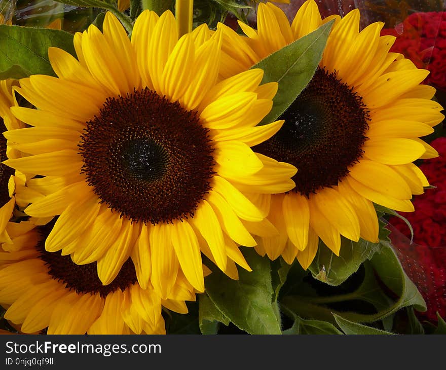 Flower, Sunflower, Yellow, Sunflower Seed