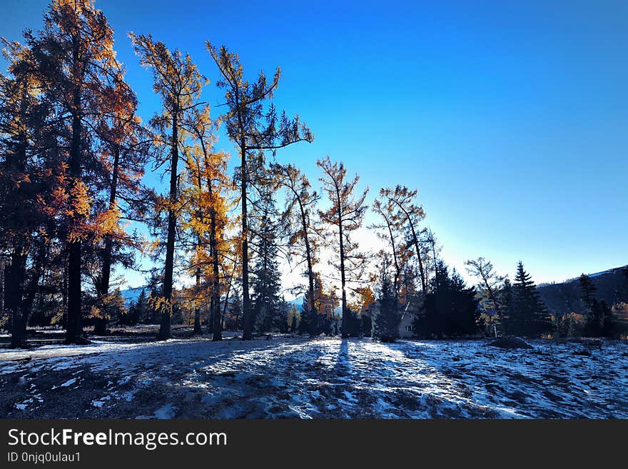 Winter, Snow, Sky, Tree