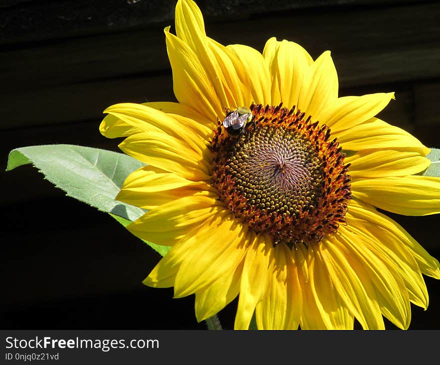 Flower, Sunflower, Yellow, Honey Bee