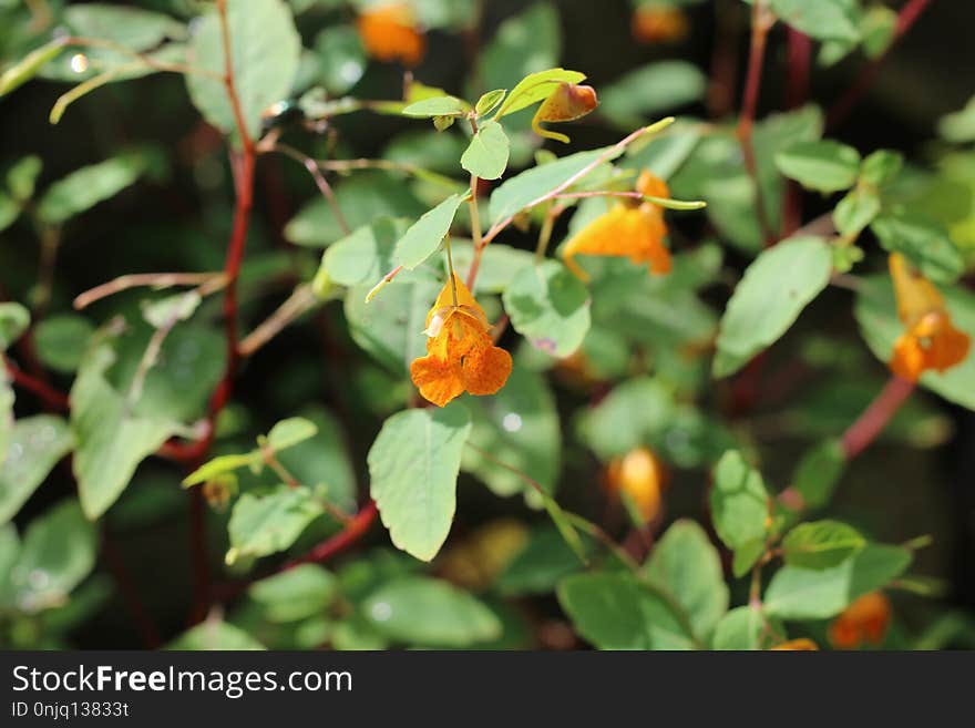 Flower, Plant, Flora, Flowering Plant