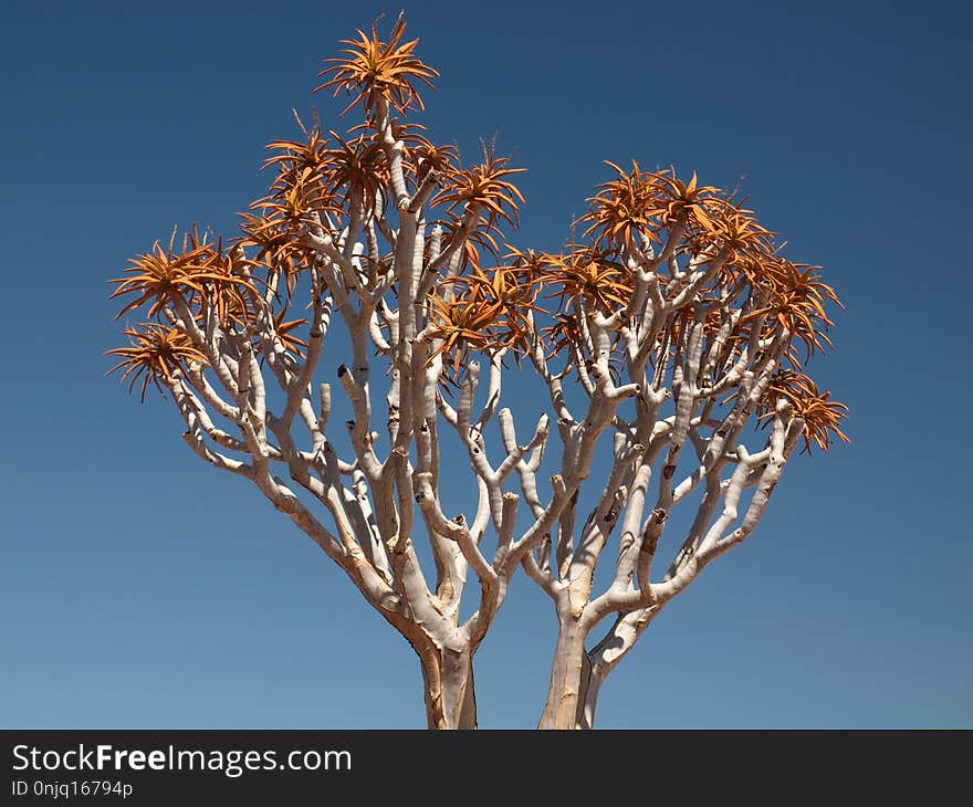 Tree, Sky, Branch, Flora