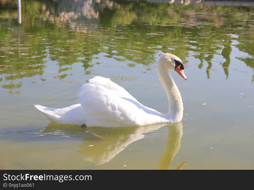 Swan, Bird, Water Bird, Ducks Geese And Swans