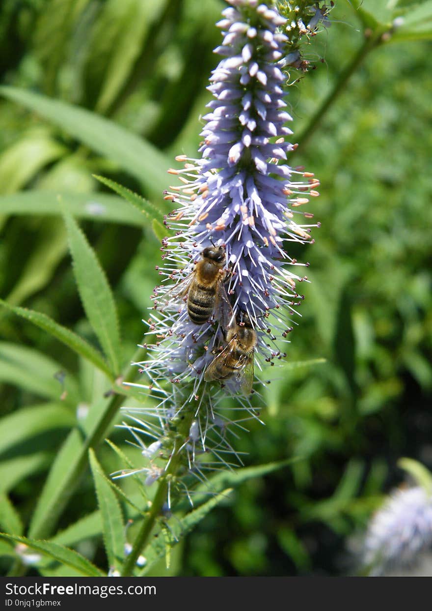 Flora, Insect, Caterpillar, Plant