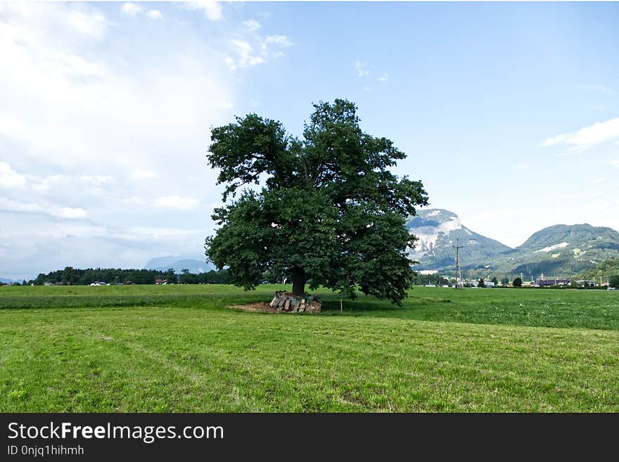 Tree, Grassland, Sky, Field