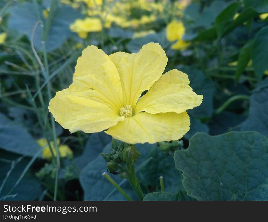 Yellow, Flower, Plant, Evening Primrose