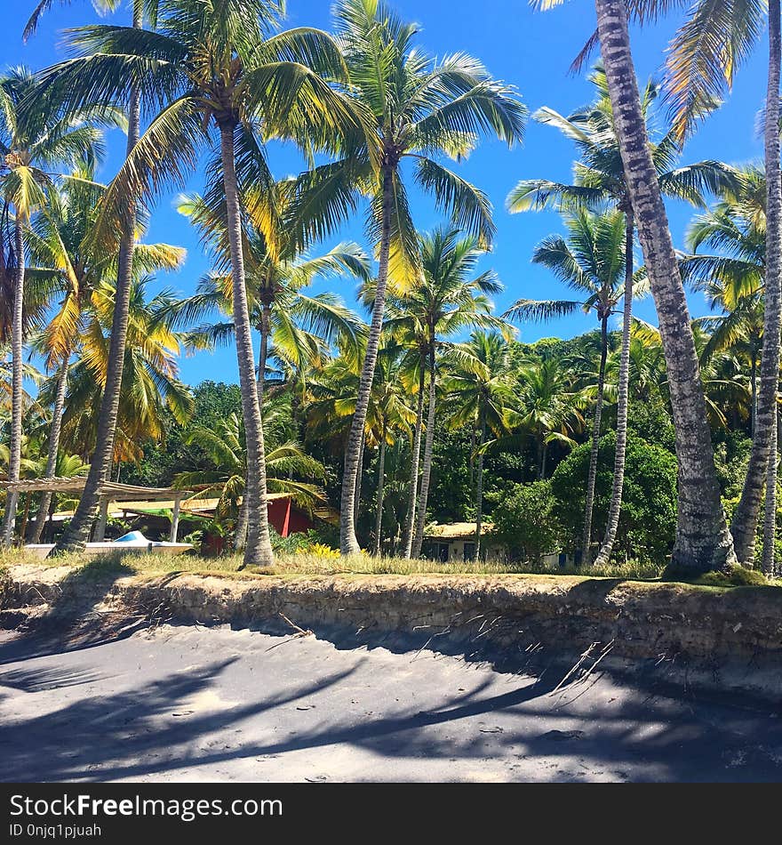 Vegetation, Tree, Palm Tree, Arecales