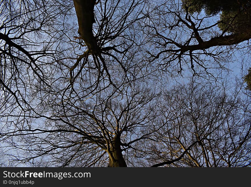 Branch, Tree, Sky, Woody Plant