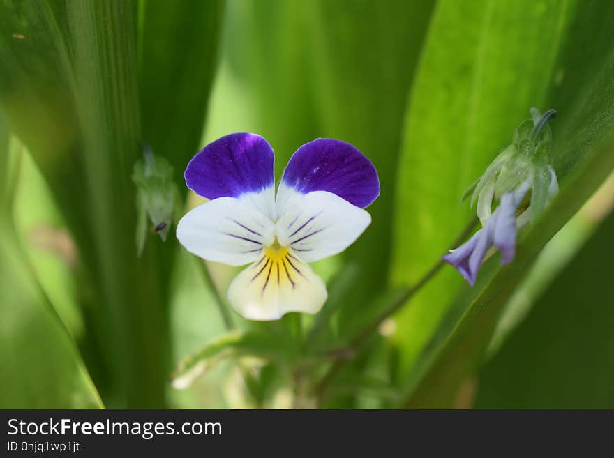 Flower, Plant, Flora, Wildflower