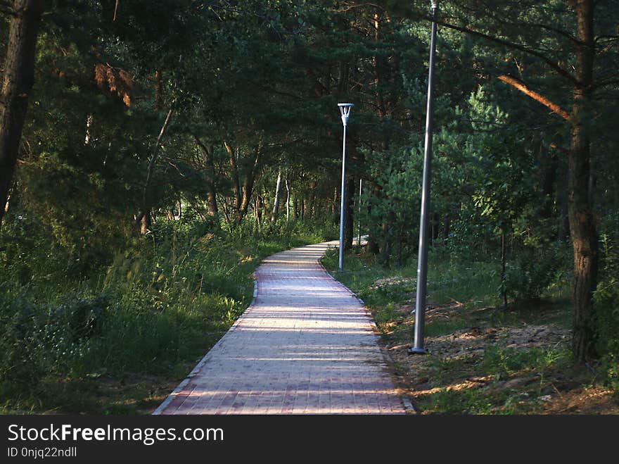 Path, Nature, Walkway, Nature Reserve