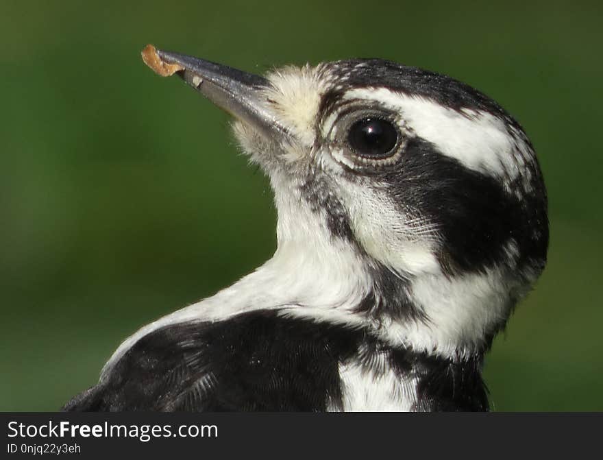 Bird, Beak, Fauna, Close Up