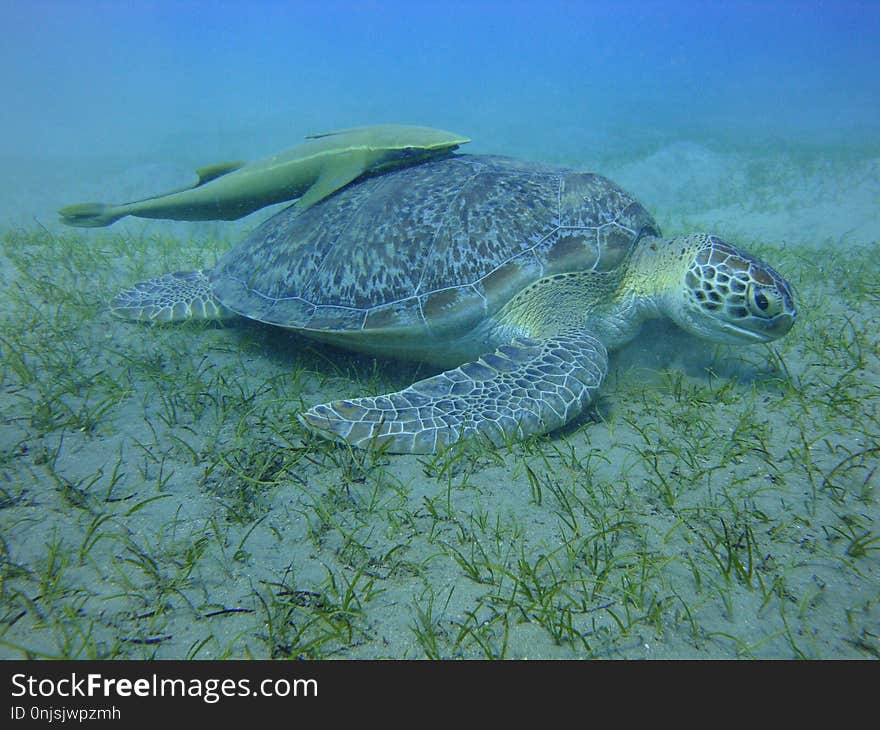 Turtle eating sea grass, blue water background, colorful underwater world of the Red sea. Turtle eating sea grass, blue water background, colorful underwater world of the Red sea.