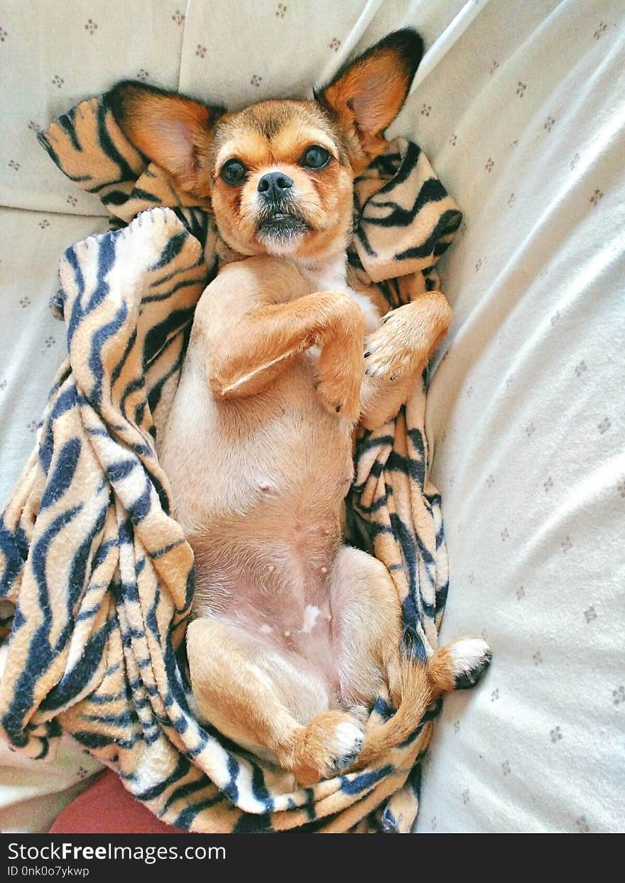 Dog with big ears lying surprised on the sofa