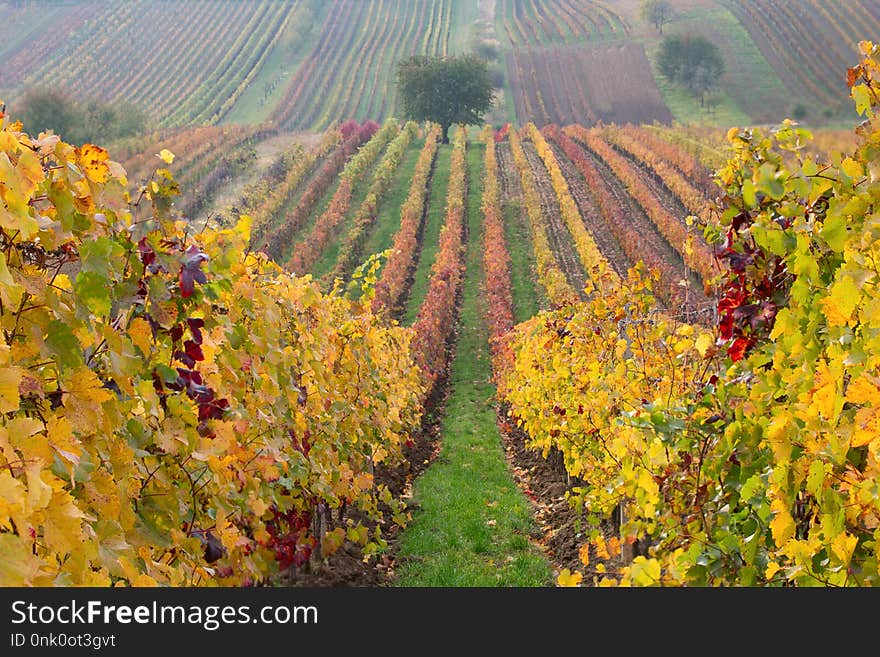 Vineyards in the fall with tree, South Moravia