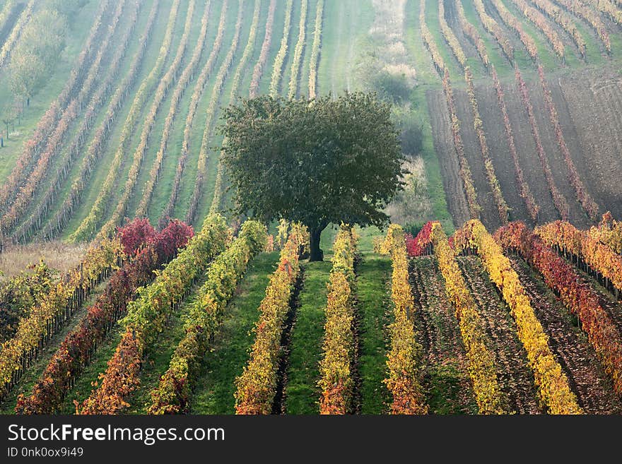 Vineyards in the fall with tree, South Moravia, Czech Republic