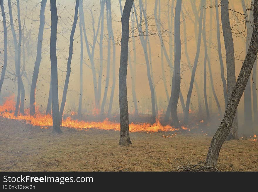 A forest fire. Russian Far-East. A forest fire. Russian Far-East.