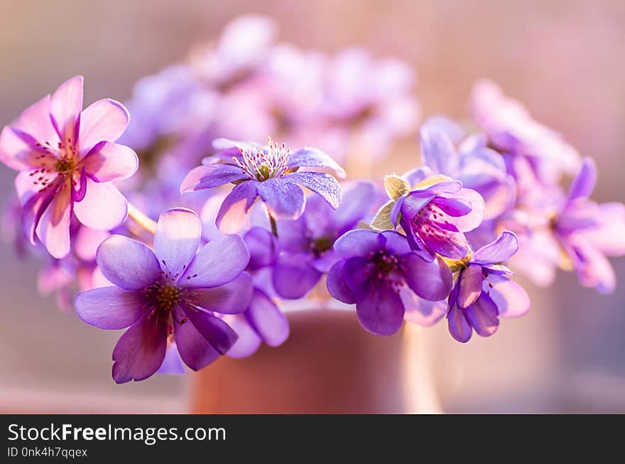 Common Hepatica. Hepatica nobilis. First spring flower. Blue flowers blooming in April