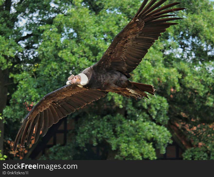 Bird, Bird Of Prey, Eagle, Fauna