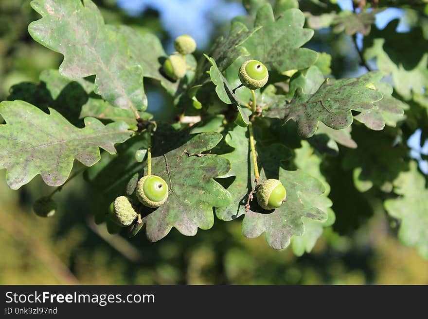 Leaf, Flora, Grapevine Family, Tree