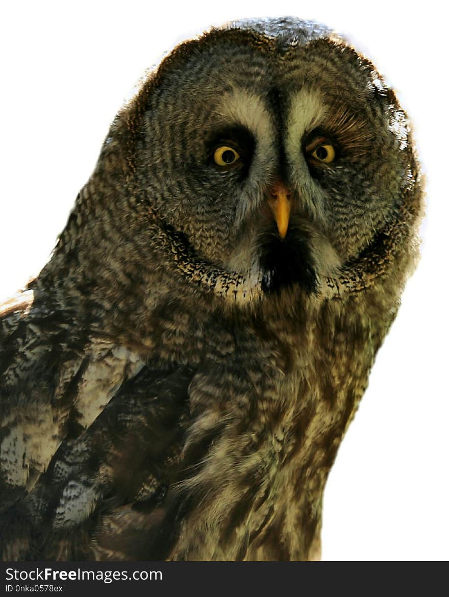 Owl, Great Grey Owl, Beak, Bird Of Prey