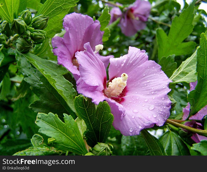 Flower, Plant, Flowering Plant, Hibiscus