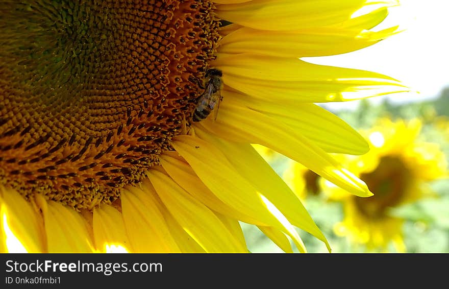 Sunflower, Flower, Yellow, Honey Bee